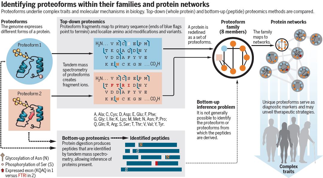 Identifying proteoforms within their families and protein networks Proteoforms underlie complex traits and molecular mechanisms in biology. Top-down (whole protein) and bottom-up (peptide) proteomics methods are compared.