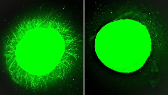Stupp Spinal Cord Organoids